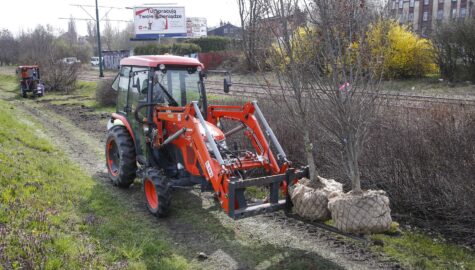 Nasadzenia w katowicach