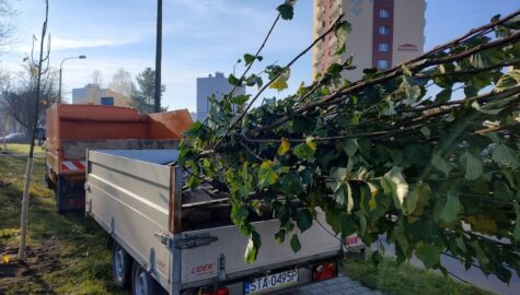 Nasadzenia rejon wschod 5 1067x800