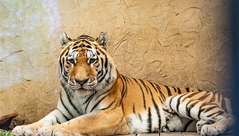 Nowy tygrys w slaskim zoo