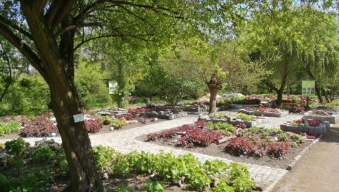 Ogród botaniczny w Zabrzu