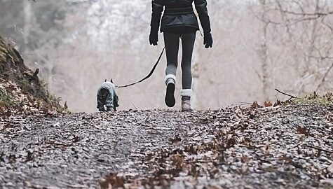 Otrucia psow w rybniku