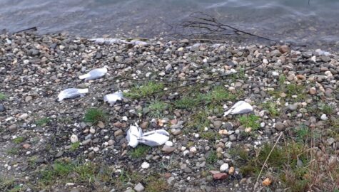 Padłe ptaki polder Buków