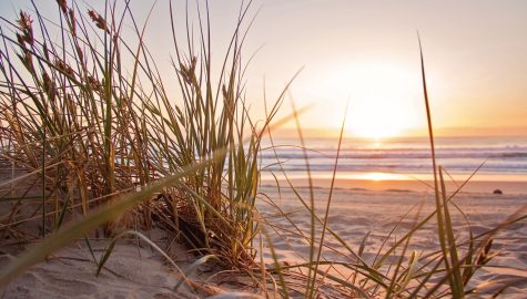 Pexels nathan cowley 1300510