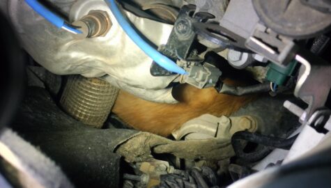 Pies w komorze silnika