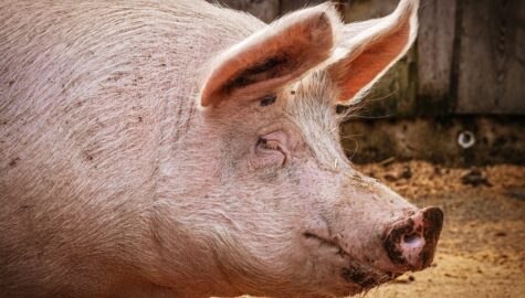 Pig g0d3ea4f02 1920