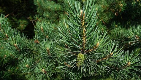 Pine ge9c14bbc8 1920