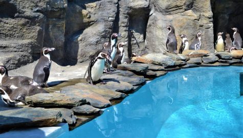 Pingwiny w śląskim zoo