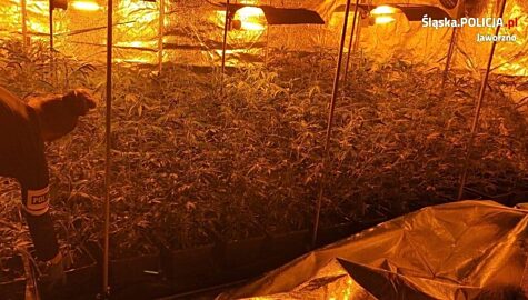 Plantacja konopi w jaworznie