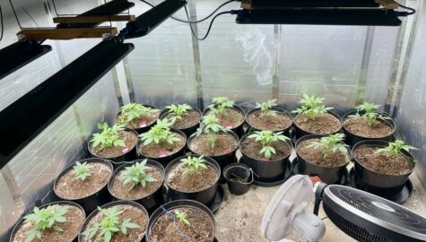 Plantacja konopi w sosnowcu