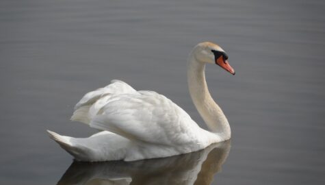 Ptasia grypa na slasku