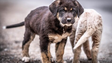 Puppies 4157347 1920