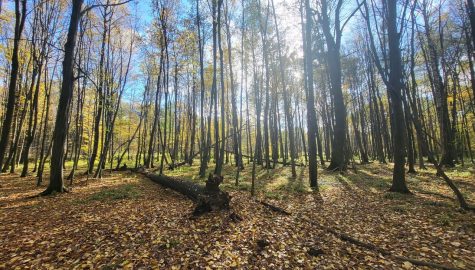Rezerwat przyrody w kochanowicach