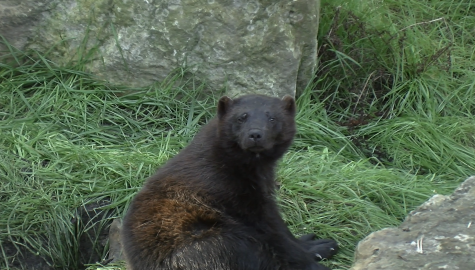 Rosomak