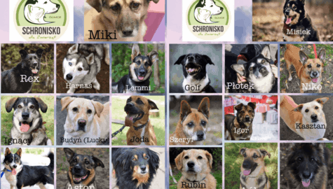 Schronisko dla zwierzat w gliwicach