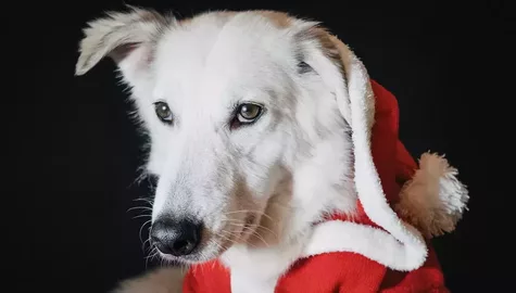 Swieteczne drzewko wspomnien