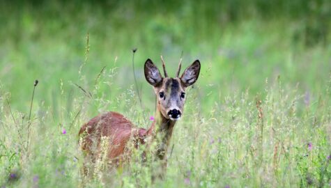 The deer 5332178 1920