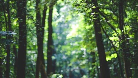 The path among the trees 6037