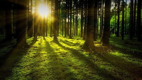 Trees g93c7410a7 1920