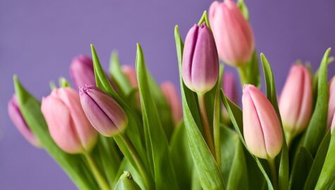 Tulipany