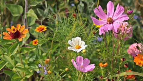 Wild flowers 3592934 1920
