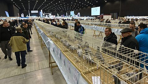 Wystawa gołębi katowice