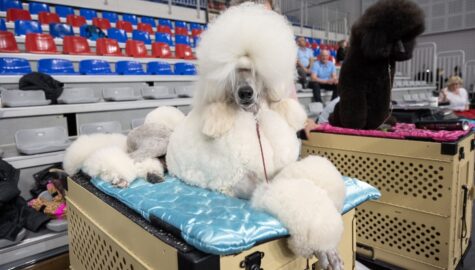 Wystawa pudli w bytomiu