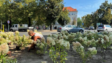 Zazielenianie gliwic
