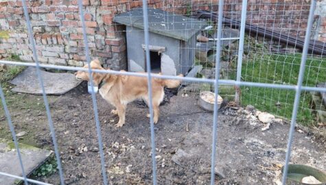 Znecanie sie nad psem wodzislaw