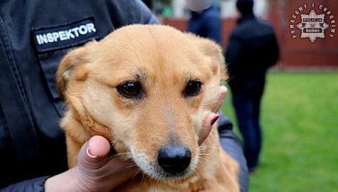 Znecanie sie nad zwierzetami