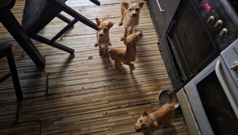 Znecanie sie nad zwierzetami