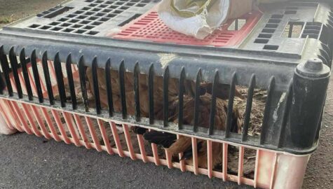 Znecanie sie nad zwierzetami