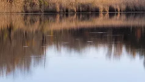 Zwloki staw hubertus
