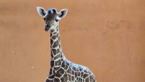 Zyrafa ślaskie zoo
