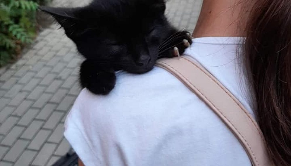 299453434 436312005206901 6656096527126170177 n