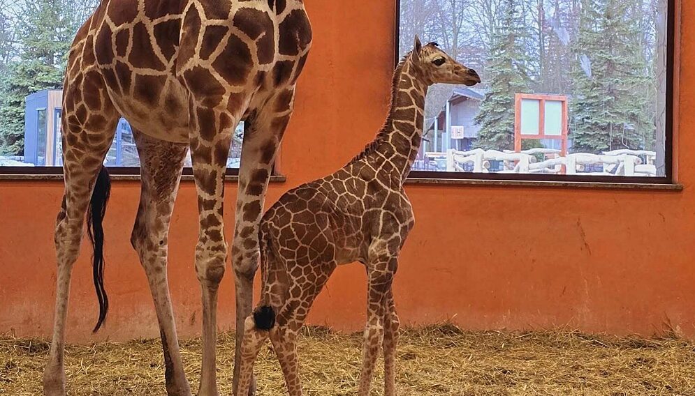 narodziny zyrafy w slaskim zoo