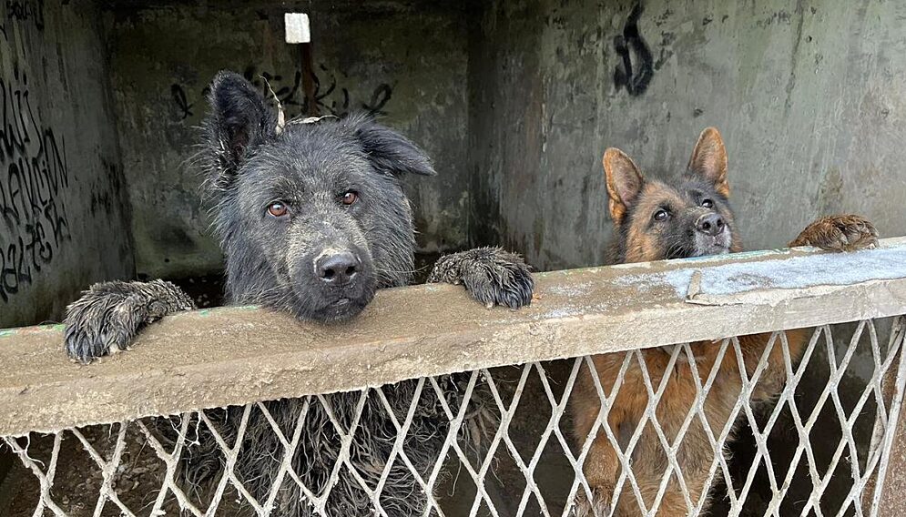 znęcanie się nad zwierzętami