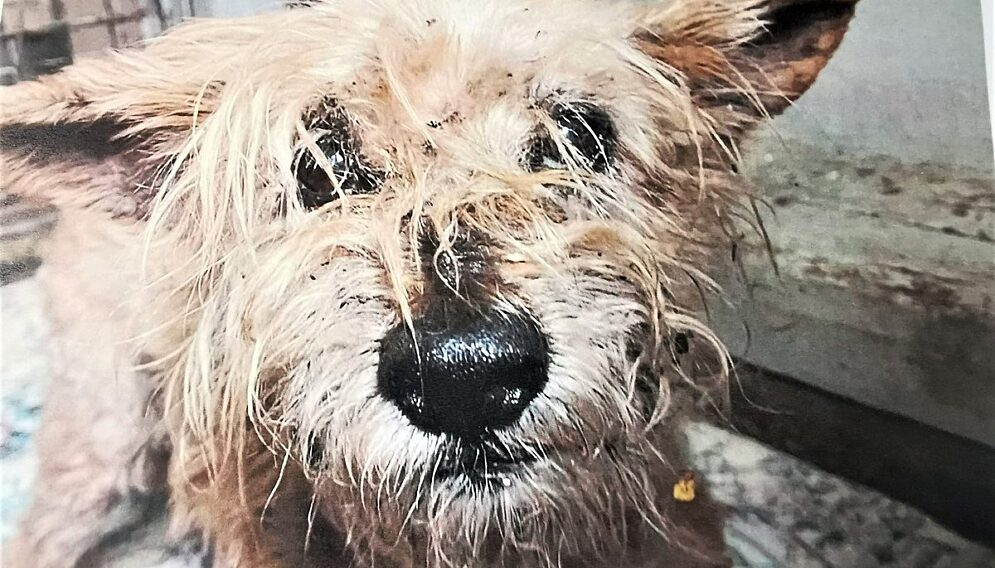 mieszkaniec Łazisk Górnych znęcał się nad psem