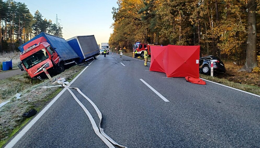 wypadek kolonia lisów