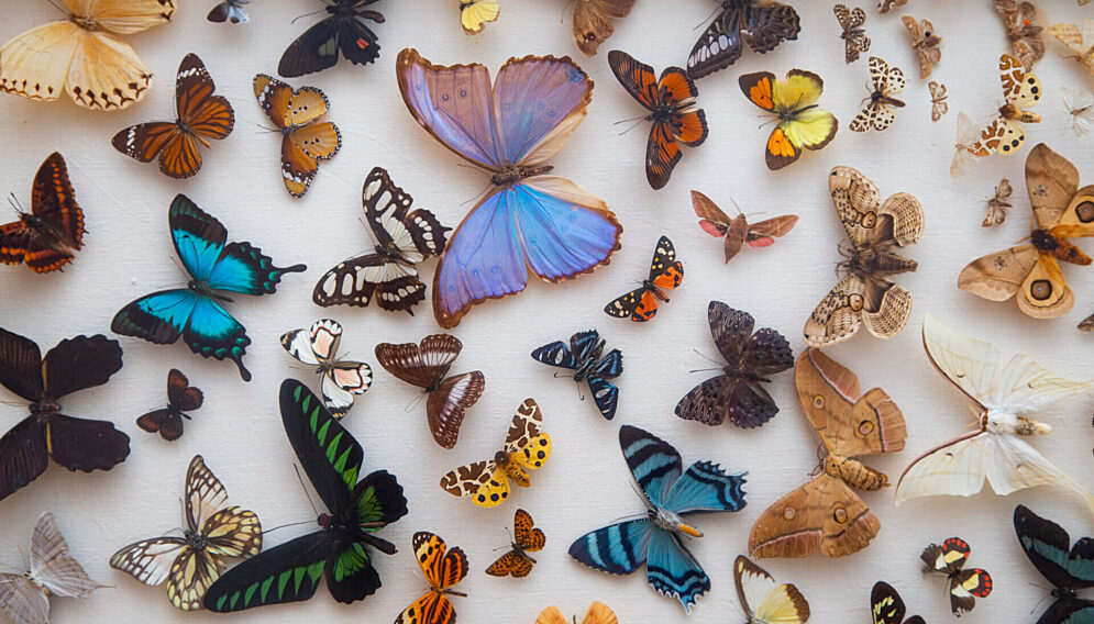 Dzień Wymiany Owadów i Targi Entomologiczne