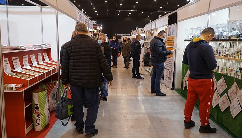Międzynarodowe Targi Gołębi Pocztowych EXPO Gołębie w Katowicach 4