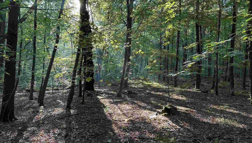 Park Repecki w Tarnowskich Górach