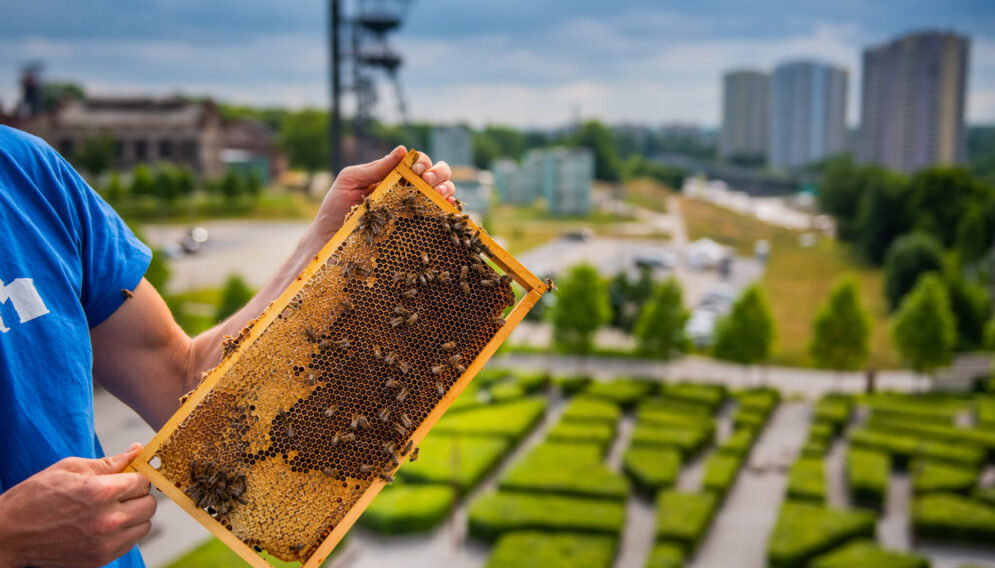 Pszczoły na dachu NOSPR