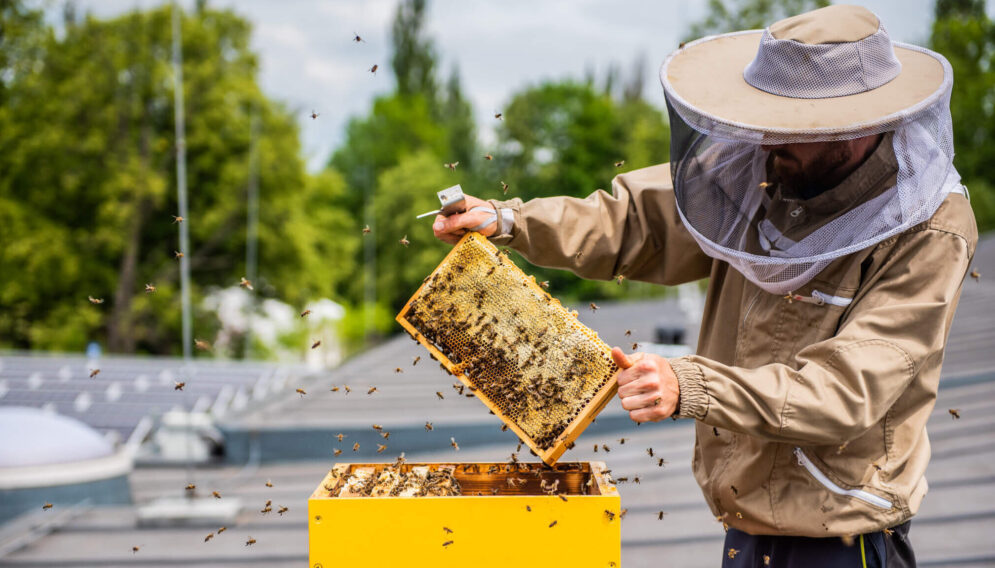 Pszczoły z basenu Brynów