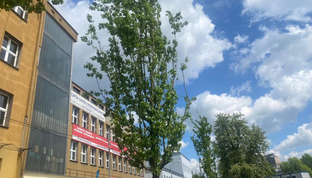 Raciborska klony2