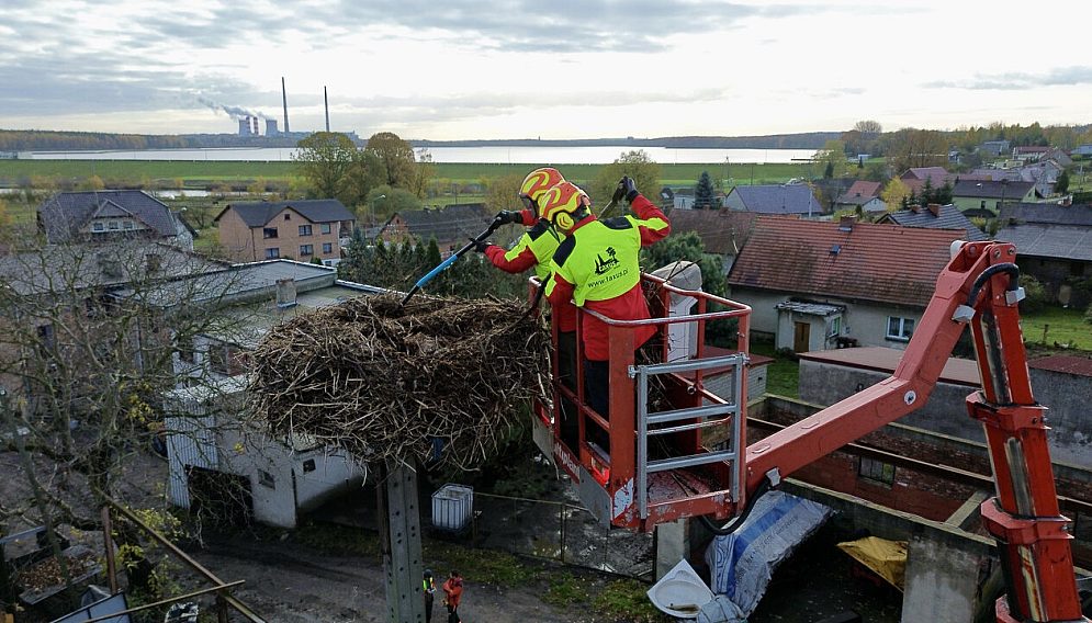 Rybnik prace pielęgnacyjne przy gnieździe aut Taxus Arbor