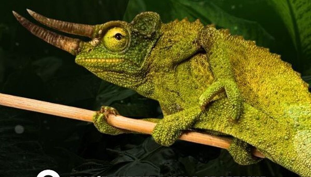 Targi Terrarystyczne Zabrze