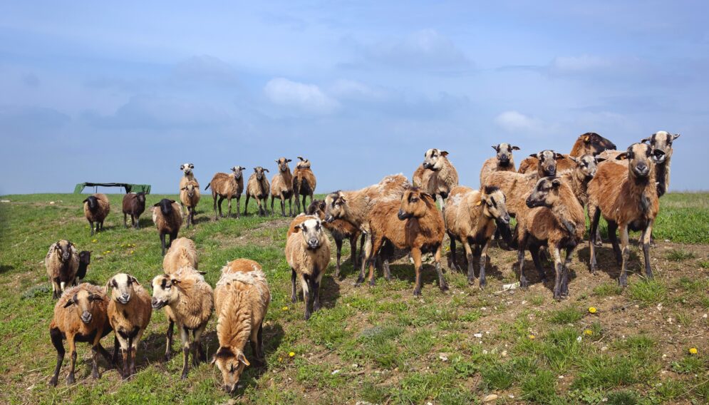 UM Kamerunki PSZOK fot D Nita Garbiec 057 0