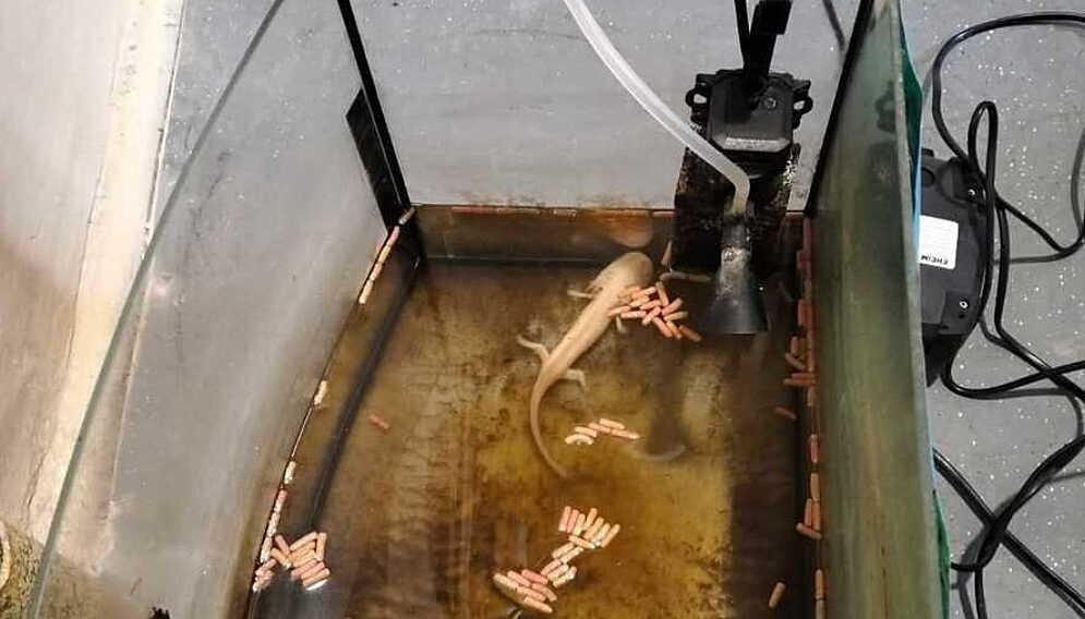 Aksolotl porzucony w mieszkaniu