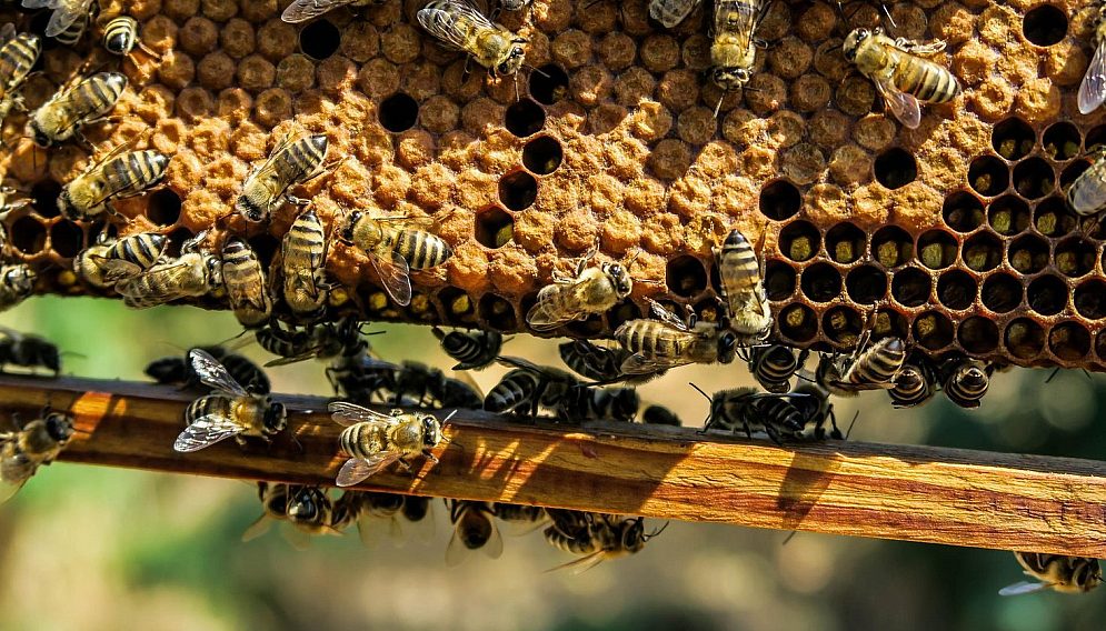 Apiary g134bd603f 1920