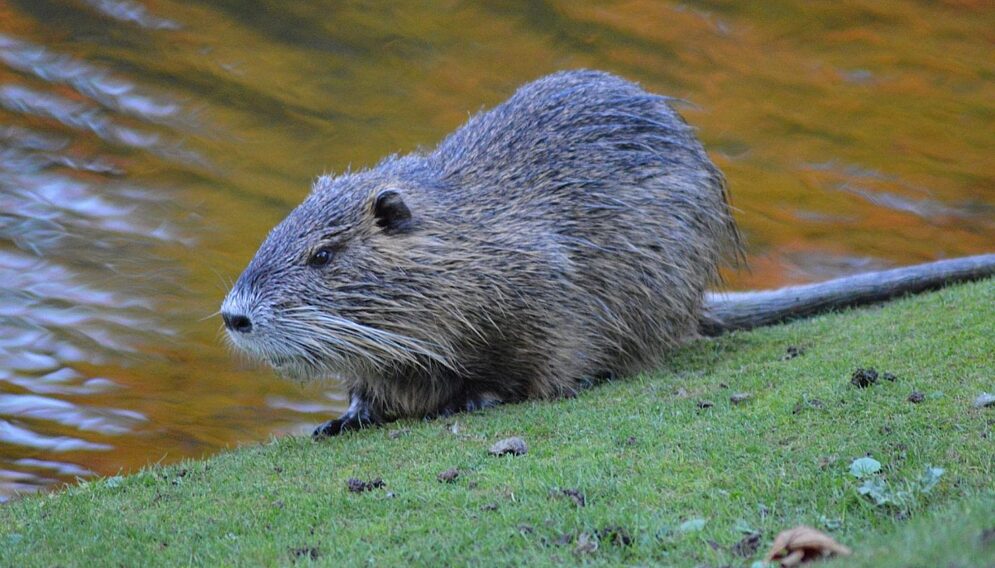 Beavers g768314e9e 1920